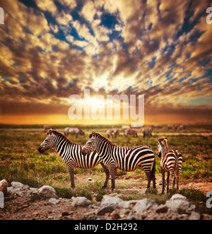 Zebre mandria sulla savana al tramonto, Africa. Safari nel Serengeti National Park, Tanzania Foto Stock