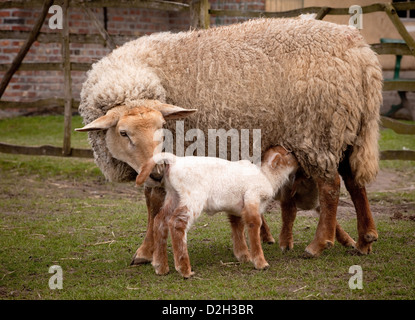 Little baby primavera agnelli con la loro madre ovini Foto Stock