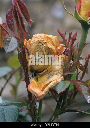 La muffa grigia, Botrytis cinerea, sviluppando su una rosa gialla fiore in condizioni di bagnato Foto Stock