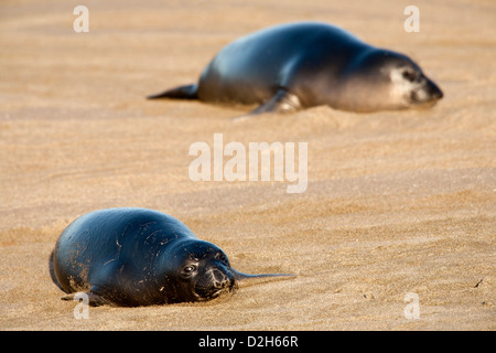 Northern elephant cuccioli di foca in appoggio sulla spiaggia-PIEDRAS BLANCAS, California, Stati Uniti d'America. Foto Stock