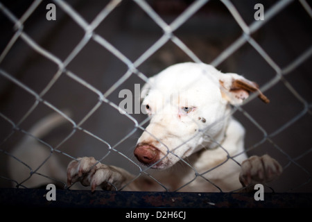 Siviglia, Spagna, cane in gabbia in un canile Foto Stock