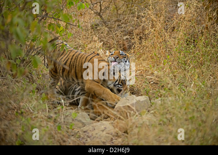 Tiger famiglia - madre e uno cub - Riproduzione in Ranthambhore national park Foto Stock