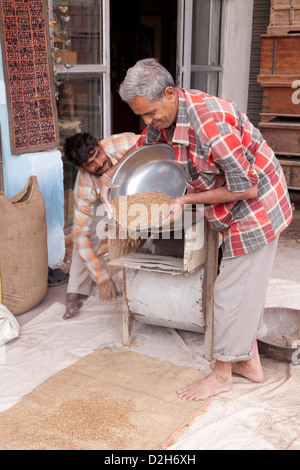 India Rajasthan, Jodhpur due uomini granella di trebbiatura a mano Foto Stock