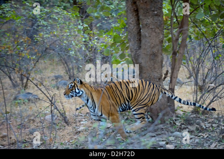 Tiger famiglia - madre e uno cub - Riproduzione in Ranthambhore national park Foto Stock