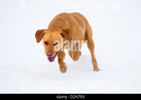 Labrador giallo che gioca nella neve Foto Stock