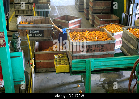 Il macchinario utilizzato per lavare e ispezionare le arance pronto per la cernita e l' imballaggio per i negozi intorno a Florida Foto Stock