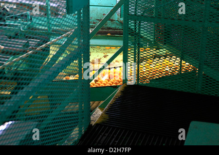 Il macchinario utilizzato per lavare e ispezionare le arance pronto per la cernita e l' imballaggio per i negozi intorno a Florida Foto Stock