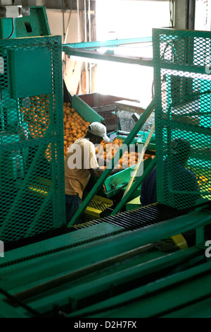 Il macchinario utilizzato per lavare e ispezionare le arance pronto per la cernita e l' imballaggio per i negozi intorno a Florida Foto Stock