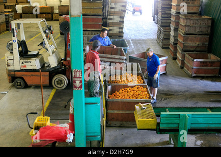 Il macchinario utilizzato per lavare e ispezionare le arance pronto per la cernita e l' imballaggio per i negozi intorno a Florida Foto Stock