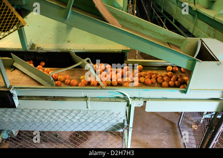 Il macchinario utilizzato per lavare e ispezionare le arance pronto per la cernita e l' imballaggio per i negozi intorno a Florida Foto Stock