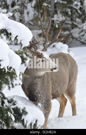 Un mulo cervo buck in piedi nel profondo neve invernale Foto Stock