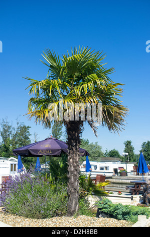 Palm Tree e posti a sedere nel giardino del nuovo Inn at Horning Norfolk Broads REGNO UNITO Foto Stock