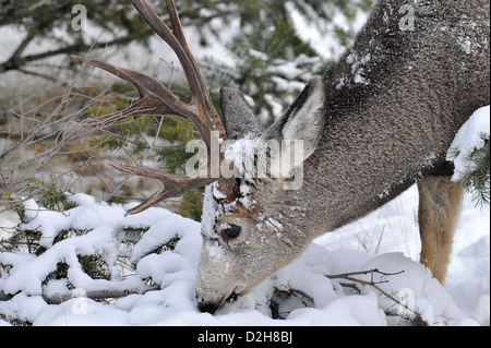 Una vista laterale di un mulo cervo buck con la sua testa in basso Foto Stock