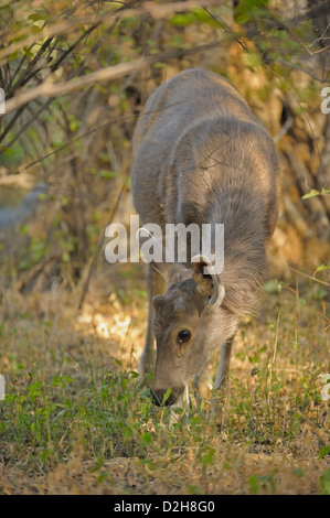 Colpo alla testa di una femmina di sambar deer (Rusa unicolor) rovistando nel secco praterie di Ranthambhore Foto Stock