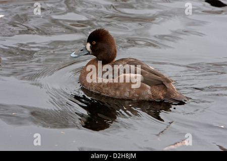 Lesser Scaup (Aythya affinis) femmina al Kings Pond, Victoria, Isola di Vancouver, BC, Canada nel mese di marzo con increspature e riflessioni Foto Stock