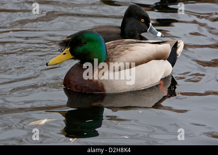 Mallard Drake (Anas platyrhynchos) e l'anello a collo di anatra (Aythya collaris) maschio a Kings Pond Victoria Vancouver Island BC nel Marzo Foto Stock