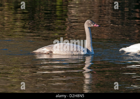 Trumpeter Swan (Cygnus buccinatore) capretti la crociera lungo il fiume di Nanaimo, Isola di Vancouver, BC, Canada nel dicembre Foto Stock