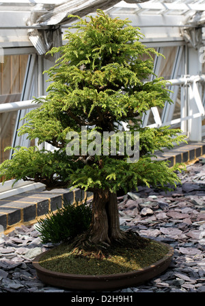 Albero di Bonsai, cedro giapponese o Sugi, Cryptomeria japonica, Cupressaceae. Il Giappone. Foto Stock