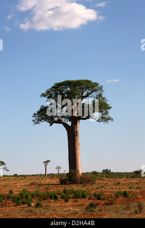 Grandidier il Baobab, Adansonia grandidieri, Bombacoideae, Malvaceae. Tra Ranohira e Toliara, Madagascar, Africa. Foto Stock