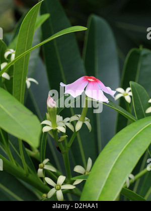 Mare Mango, Cerbera manghas, Apocynaceae. Un piccolo albero sempreverde albero costiere da Asia tropicale. Foto Stock