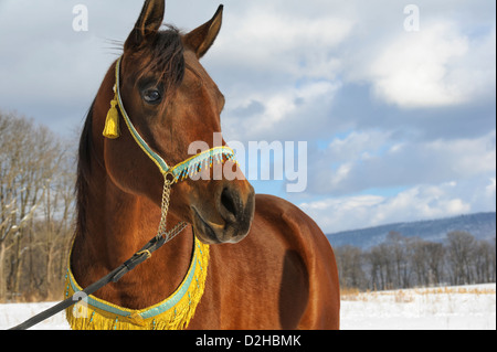 Cavallo guardando in lontananza nel paesaggio invernale, un marrone  stallone arabo vestito in capezza decorativo e il collare Foto stock - Alamy
