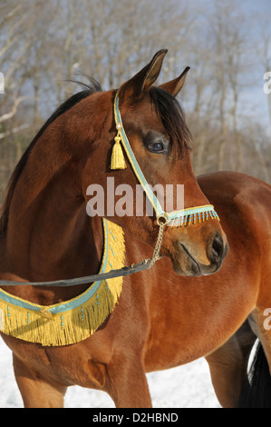 Testiera-capezza per cavallo arabo