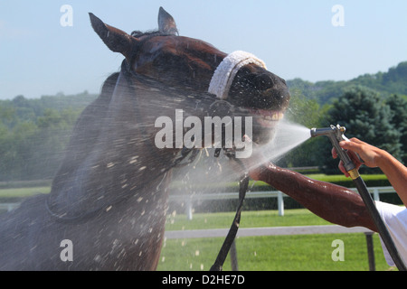 Uno spruzzo di acqua per raffreddare il cavallo da corsa dopo una gara. Corse a cavallo presso il River Downs via, Cincinnati, Ohio, Stati Uniti d'America. Foto Stock