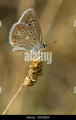 Blu Turchese (Polyommatus dorylas) Foto Stock