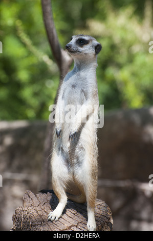 Meerkat la guardia per la sua colonia al Zoo di Melbourne, Australia Foto Stock