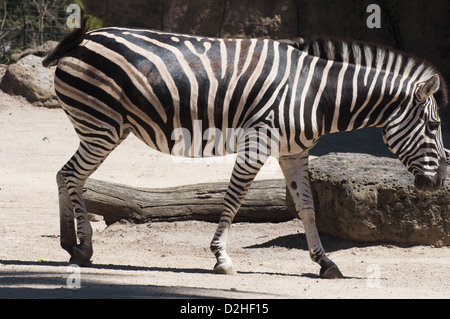 Zebra presso lo Zoo di Melbourne, Australia Foto Stock