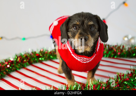 Un Natale studio shot di un cane Foto Stock