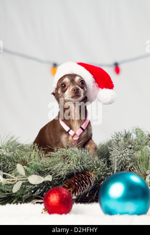 Un Natale studio shot di un cane Foto Stock