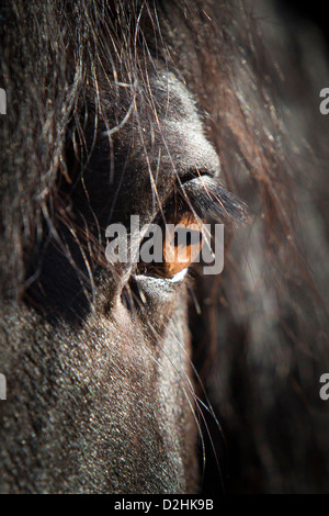 Il frisone cavallo. Close-up di un occhio Foto Stock