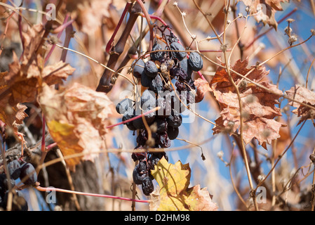 Omodos area vinicola di Cipro. Uva sulla vite marciume nobilmente Foto Stock