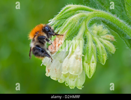 Una carda Bumble Bee si siede su un fiore Comfrey testa. Foto Stock