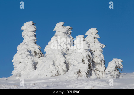 Coperta di neve Norvegia abeti rossi (Picea abies) sulla sommità del picco Brocken. Sassonia-anhalt, Harz, Germania Foto Stock