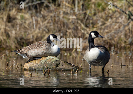 Canada Goose (Branta canadensis), coppia in acqua poco profonda Foto Stock