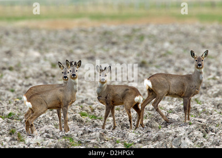 Il capriolo (Capreolus capreolus). Gruppo sul campo in primavera Foto Stock