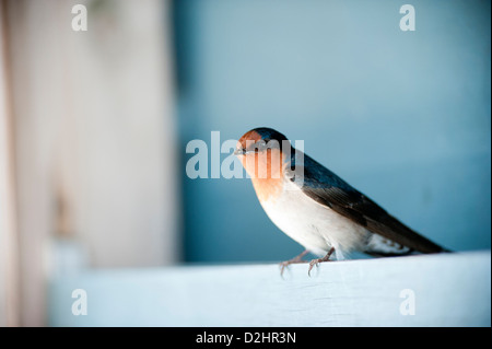 Benvenuti Swallow (Hirundo neoxena), Christchurch, Nuova Zelanda Foto Stock