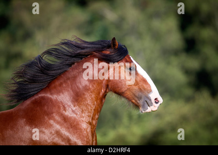 Shire cavallo. Ritratto di bay stallone Foto Stock