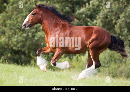 Shire cavallo. Bay stallone al galoppo su un prato Foto Stock