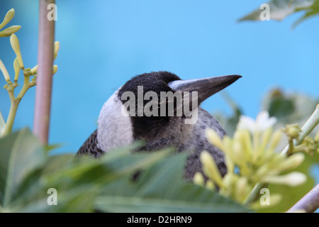 Fuggiole Australiano Magpie (Gymnorhina Tibicen) Arroccato Su Papaya Tree (Carica Papaya) Foto Stock