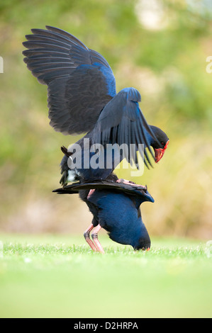 Pukeko (Porphyrio porphyrio melanotus), Nuova Zelanda Purple Swamphen, Christchurch, Nuova Zelanda Foto Stock