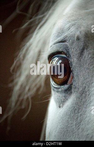 Lipizzan. Close-up di occhio Foto Stock