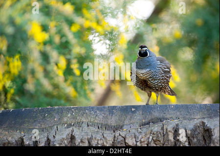 California quaglia (Callipepla californica), Christchurch Botanic Gardens, South Island, in Nuova Zelanda Foto Stock