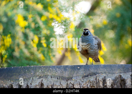 California quaglia (Callipepla californica), Christchurch Botanic Gardens, South Island, in Nuova Zelanda Foto Stock