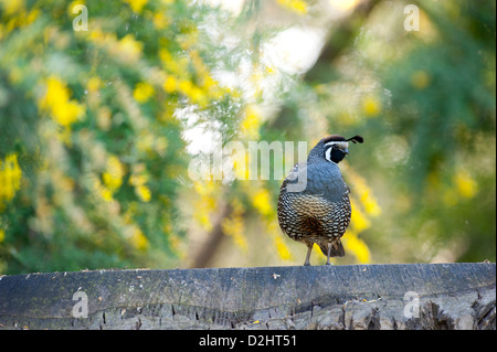 California quaglia (Callipepla californica), Christchurch Botanic Gardens, South Island, in Nuova Zelanda Foto Stock