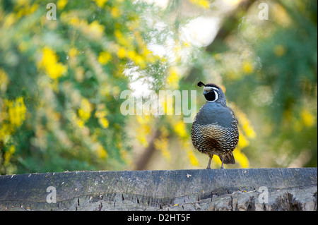 California quaglia (Callipepla californica), Christchurch Botanic Gardens, South Island, in Nuova Zelanda Foto Stock