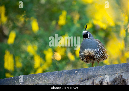 California quaglia (Callipepla californica), Christchurch Botanic Gardens, South Island, in Nuova Zelanda Foto Stock