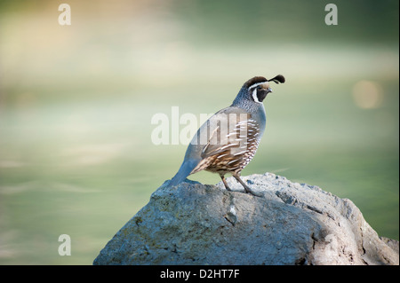 California quaglia (Callipepla californica), Christchurch Botanic Gardens, South Island, in Nuova Zelanda Foto Stock